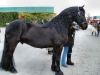 beautifull fresian horse for sale