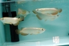Premium High Gold Cross Back Arowana for sale