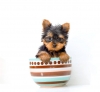 AKC Registered Yorkie Puppies for Adoption