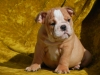 akc reg English bulldog puppies for adoption