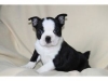 Two purebred Boston Terrier for sale 