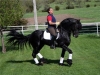 precious well trained friesian horse
