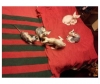 adorable sphynxs kittens for sale