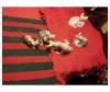 adorable-sphynxs-kittens-for-sale