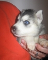 Blue Eyes Siberian Husky Puppies for Adoption