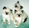 cute short hair american kittens for sale