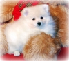 White Pomeranians for  sale