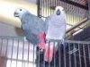 cute african grey parrot for adoption