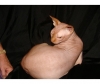 adorable-sphynxs-kittens-for-sale
