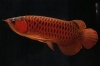 Fresh Water Aquariums: Arowana Fish