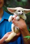 Two-lovely-Fennec-Fox-available-and-Kinkajou-for-sale