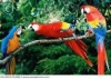 blue and gold and scarlet macaw