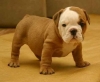 nice looking bulldog puppies for free adoption to any loving and caring home