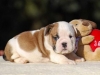 Cute Bulldog Puppy Vicky ready to go home
