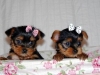 Adorable teacup yorkie puppies for adoption to good homes