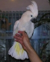 Cage train cockatoos for sale