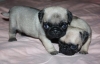 Healthy Babies Pugs Available For Sale