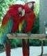 intelligent and adorable parrots avelable