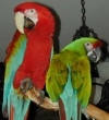  amazing and good looking parrots for sale by breeders ...